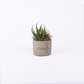 Mini Concrete Planter with Succulent