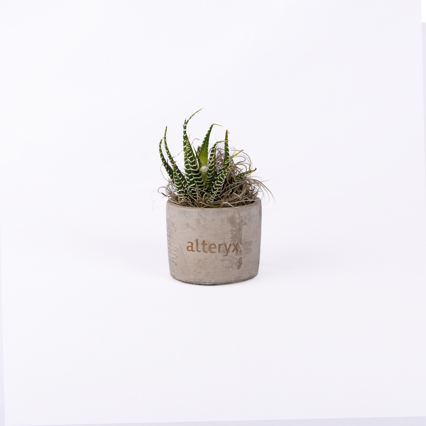 Mini Concrete Planter with Succulent