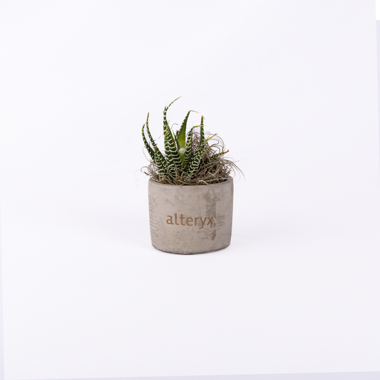 Mini Concrete Planter with Succulent