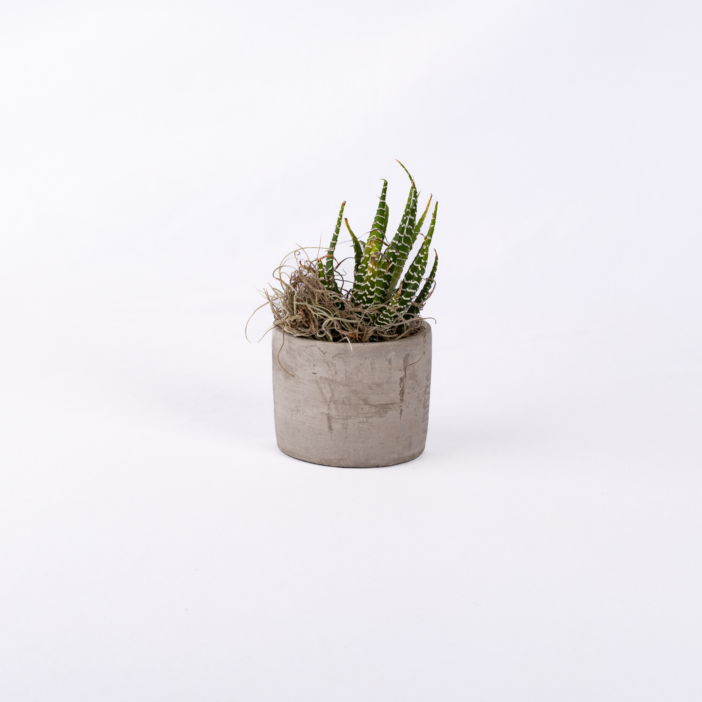 Mini Concrete Planter with Succulent