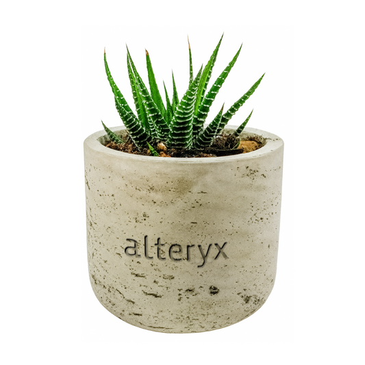 Mini Concrete Planter with Succulent